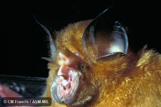 Close-up, Field Cat. No. 970426.5