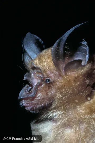 Close-up, Field Cat. No. 970524.9