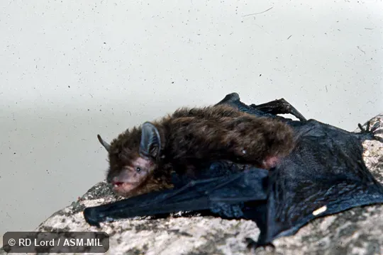 Hanging on rock face.  Formerly Eptesicus brasiliensis.  Also as Brazilian Brown Bat.