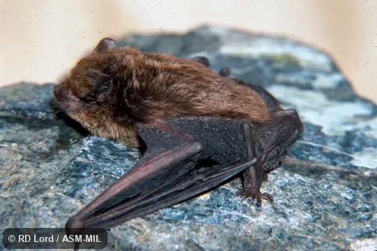 Adult male on rock face.  Formerly Eptesicus diminutus.  Also as Little Serotine.