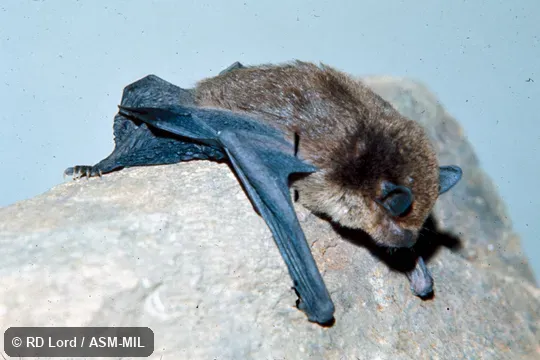 Hanging on rock face.  Formerly Eptesicus furinalis.  Also as Argentine Brown Bat|Argentinian Brown Bat.