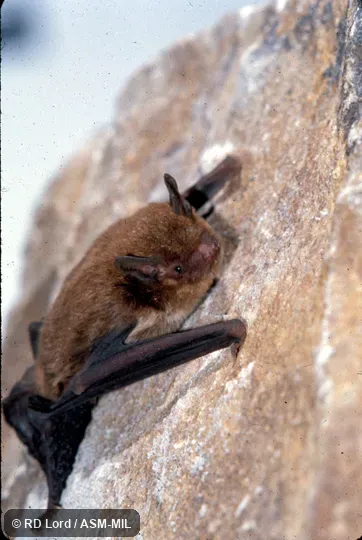Female, on rock face.  Formerly Eptesicus innoxius.  Also as Pacific Serotine.