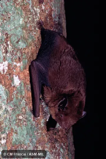 On the side of a tree, Field Cat. No. 980123.39.  Also as Blanford's Bat|Least False Serotine.