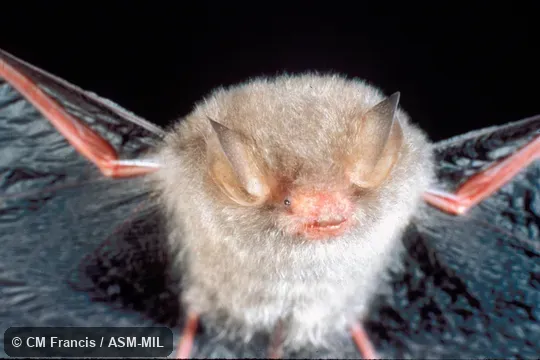 Front view, wings extended.  Also as Common Woolly Bat|Hardwicke's Forest Bat.