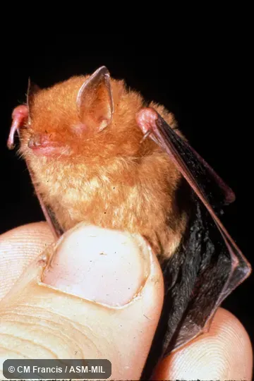 Hand-held, wings folded