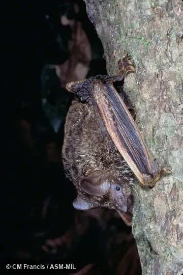 Close-up, wings extended, Field Cat. No. 980124.10.  Also as Common Trumpet-eared Bat|Frosted Groove-toothed Bat.