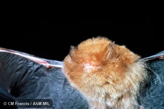 Front view, wings extended