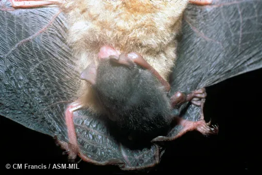 Baby clinging to mother (captured in flight together).  Kerivoula papillosa papillosa. Also as Papillose Bat.