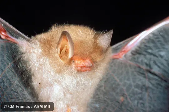 Close-up, wings extended