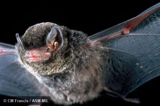 Front view, wings extended.  Also as Little Bent-winged Bat.  Formerly in Vespertilionidae.