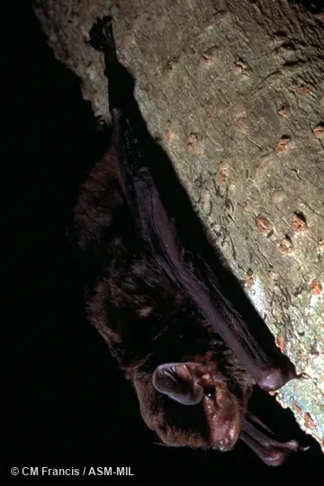 Full side view on a branch, Field Cat. No. 980127.8.  Also as Large Bent-winged Bat|Western Bent-winged Bat|Western Long-fingered Bat.  Formerly in Vespertilionidae.