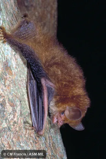 Side view on a tree, Field Cat. No. 980123.15