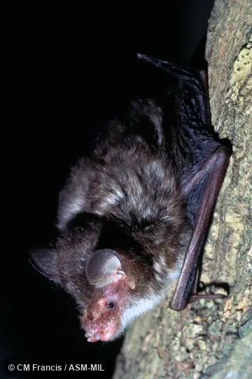 Side view on a tree, Field Cat. No. 970516.12.  Formerly Murina aurata.  Also as Ashy Tube-nosed Bat|Ashy-gray Tube-nosed Bat.