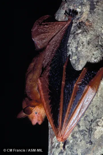 Side view, on a tree, wing partially extended, Field Cat. No. 970510.6.  Also as Black-winged Myotis|Red and Black Myotis.