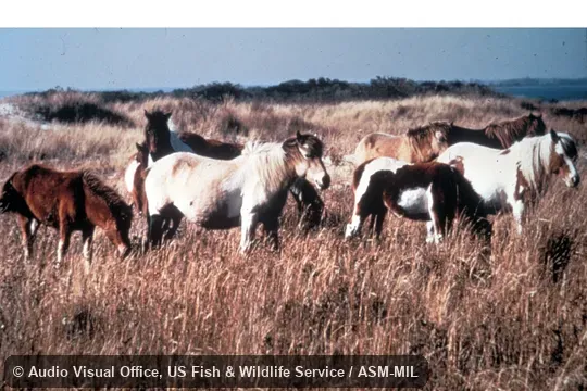 Herd of feral Domestic Horse.  Also as Feral Horse.