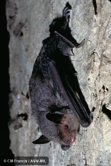 Full view, Field Cat. No. 970430.13.  Myotis horsfieldii horsfieldii.  Also as Common Asiatic Myotis|Horsfield's Bat|Lesser Large-tooth Bat.