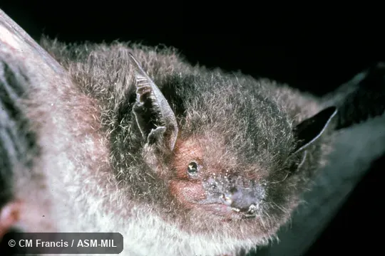 Close-up of face.  Also as Ridley's Bat.