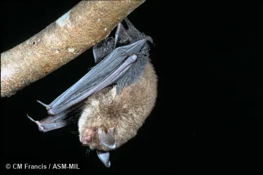 Hanging from branch, Field Cat. No. 920727.1.  Also as Himalayan Whiskered Bat|Siliguri Bat|Small-toothed Myotis.