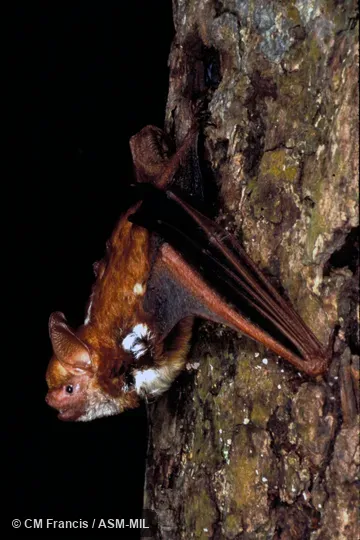 On tree with head back, Field Cat. No. 980210.12