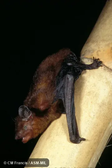 Lying on bamboo, Field Cat. No. 980127.28.  Tylonycteris fulvida fulvida.  Formerly Tylonycteris pachypus fulvidus, Lesser Bamboo Bat.  Also as Amber Bamboo Bat|Mainland Lesser Bamboo Bat.