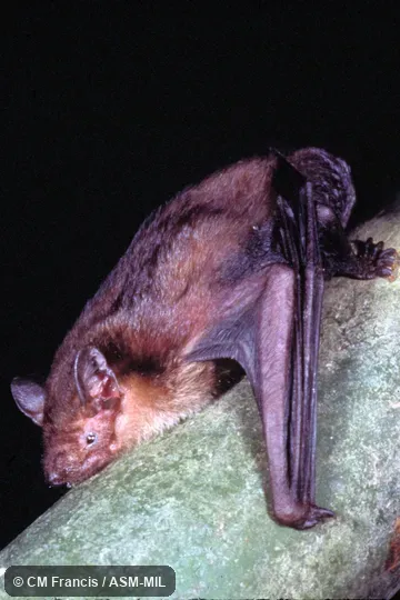 Lying on bamboo, Field Cat. No. 980127.80+D21.  Tylonycteris malayana malayana.  Formerly Tylonycteris robustula malayana, Greater Bamboo Bat.  Also as Malayan Bamboo Bat|Mainland Greater Bamboo Bat.