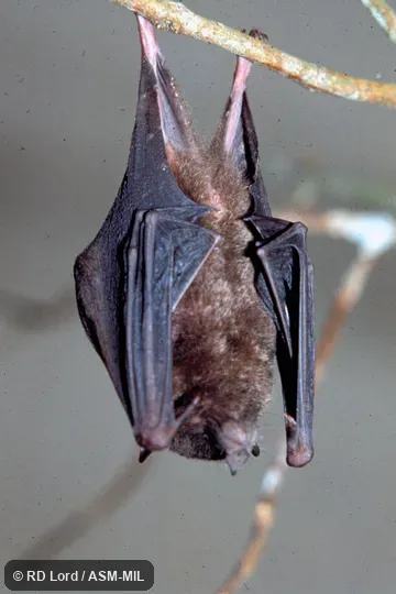Male, hanging, ventral view with wings folded.  Also as Black Tailless Bat|Handley's Long-tongued Bat.