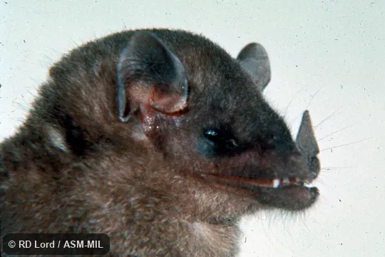 Close-up of head, side view