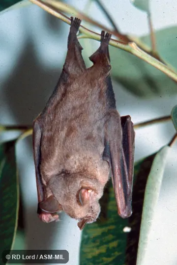 Dorsal view, hanging.  Formerly Koopmania concolor.