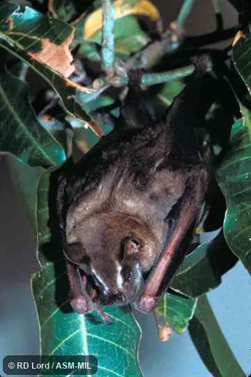 Dorsal view, face visible. Also as Great Artibeus. Dorsal view, face visible. Also as Great Artibeus.