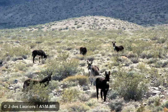 Herd of feral animals.  Also as Donkey or Burro.