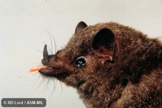 Close-up side view of head, tongue extended.  Also as Godman's Long-tongued Bat.