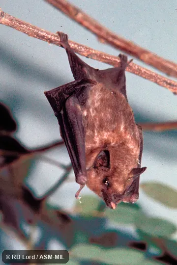 Roosting, dorsal view with tongue extended.  Also as Greater Long-tongued Bat.