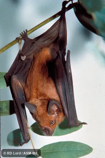Roosting, dorsal view Roosting, dorsal view