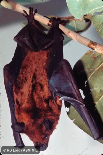 Roosting, dorsal view
