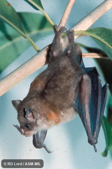 Roosting, dorsal view.  Also as Ludovic's Yellow-shouldered Bat.