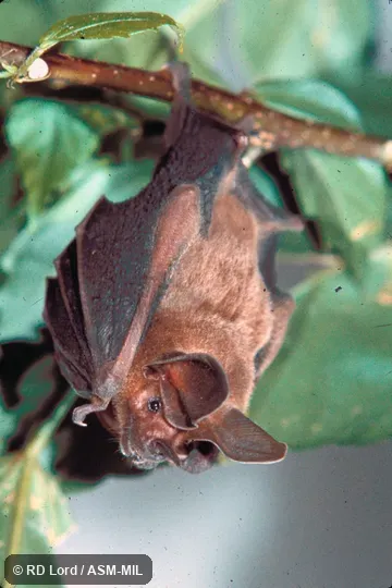 Roosting.  Also as Lesser Round-eared Bat|Little Round-eared Bat.