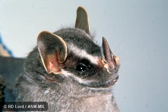 Female, close-up of face. Uroderma bilobatum bilobatum. Female, close-up of face. Uroderma bilobatum bilobatum.