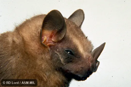 Close-up of head and shoulders, side view