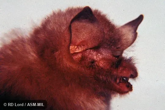 Male, close-up view of head, mouth partially open.  Originally identified as Natalus stramineus.  Also as Miller's Funnel-eared Bat.