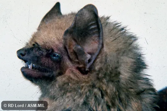 Close-up sideview of head, teeth visible.  Formerly Dasypterus ega.