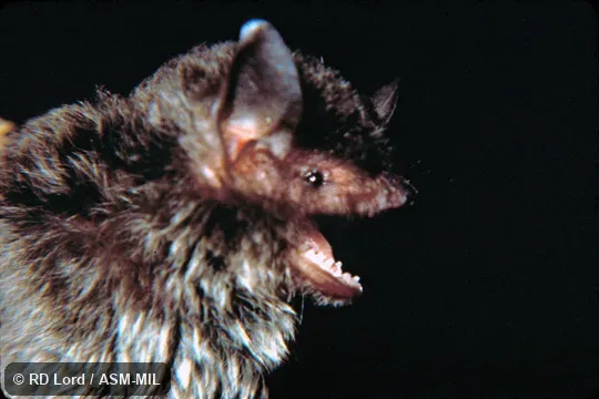Female, Side view of head, mouth open, teeth visible