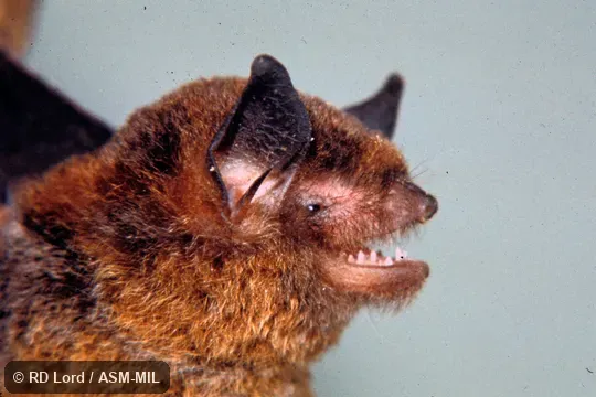 Close-up side view of head, mouth open, teeth visible