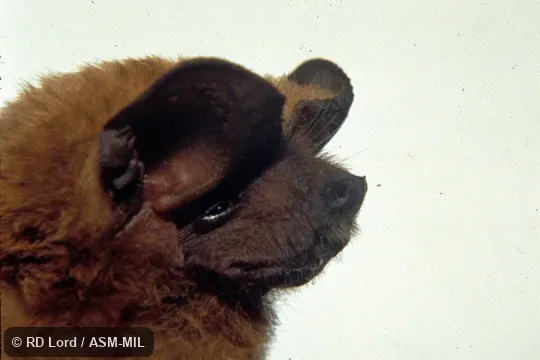 Close-up side view of head.  Formerly Eumops bonariensis nanus.  Also as Dwarf Bonneted Bat.