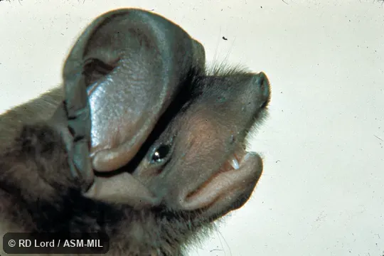 Close-up side view of head