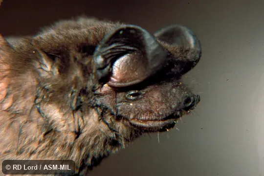 Male, close-up side view of head. Also as Broad-eared Bat|Broad-tailed Bat|Espirito Santo Free-tailed Bat|Geoffroy’s Free-tailed Bat. Male, close-up side view of head. Also as Broad-eared Bat|Broad-tailed Bat|Espirito Santo Free-tailed Bat|Geoffroy’s Free-tailed Bat.