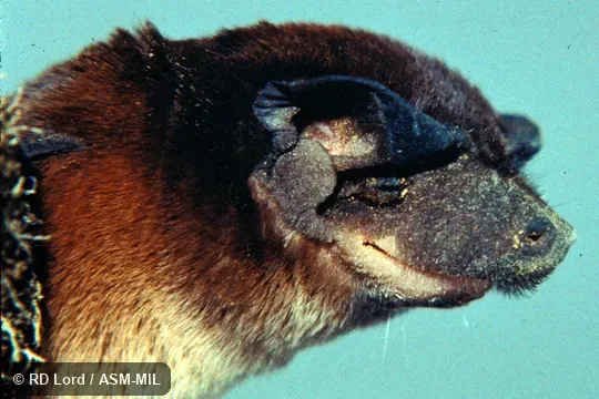 Female, close-up of head.  Also as Brown Free-tailed Bat.