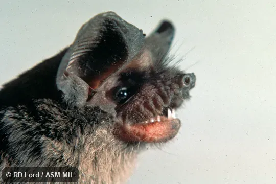Male, close-up side view of head.  Also as Mexican Free-tailed Bat.