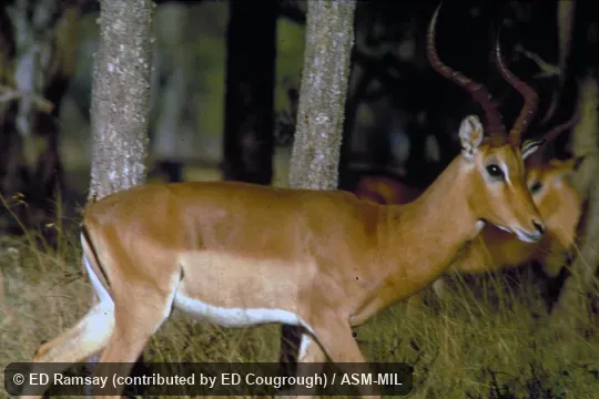Side view of male.  Also as Common Impala.