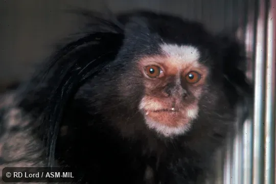 Close-up of head.  Also as Black-penciled Marmoset|Black-tufted Marmoset.  Formerly Cebidae (Callitrichinae).