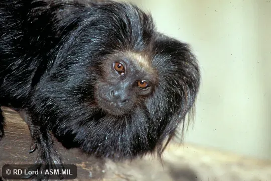 Close-up of head, front view.  Also as Golden-rumped Lion Tamarin.  Formerly Cebidae (Callitrichinae).